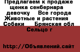 Предлагаем к продаже щенка сенбернара - девочку. - Все города Животные и растения » Собаки   . Брянская обл.,Сельцо г.